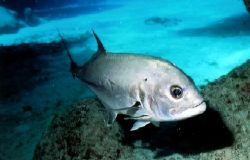 Amberjack hanging out in cut. Nikonos V 28mm lense by Marylin Batt 